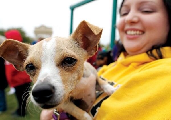 People walk their dogs in Pets on Parade